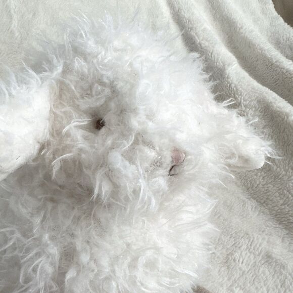 Bunnies By The Bay Retired 12" Baa-bs the Lamb Fluffy Plush Stuffed Animal - Picture 2 of 6